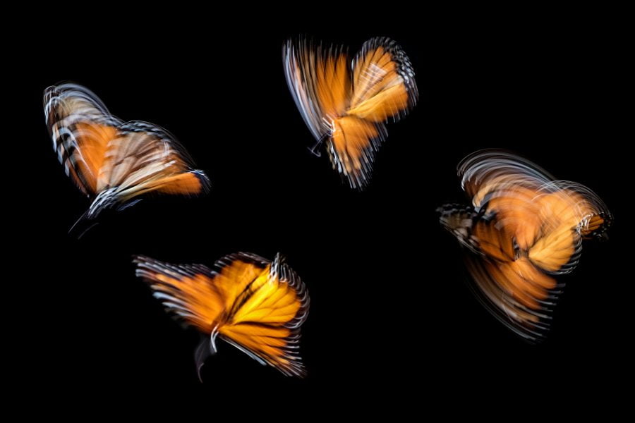 Butterfly symbole of transformation and inner growth