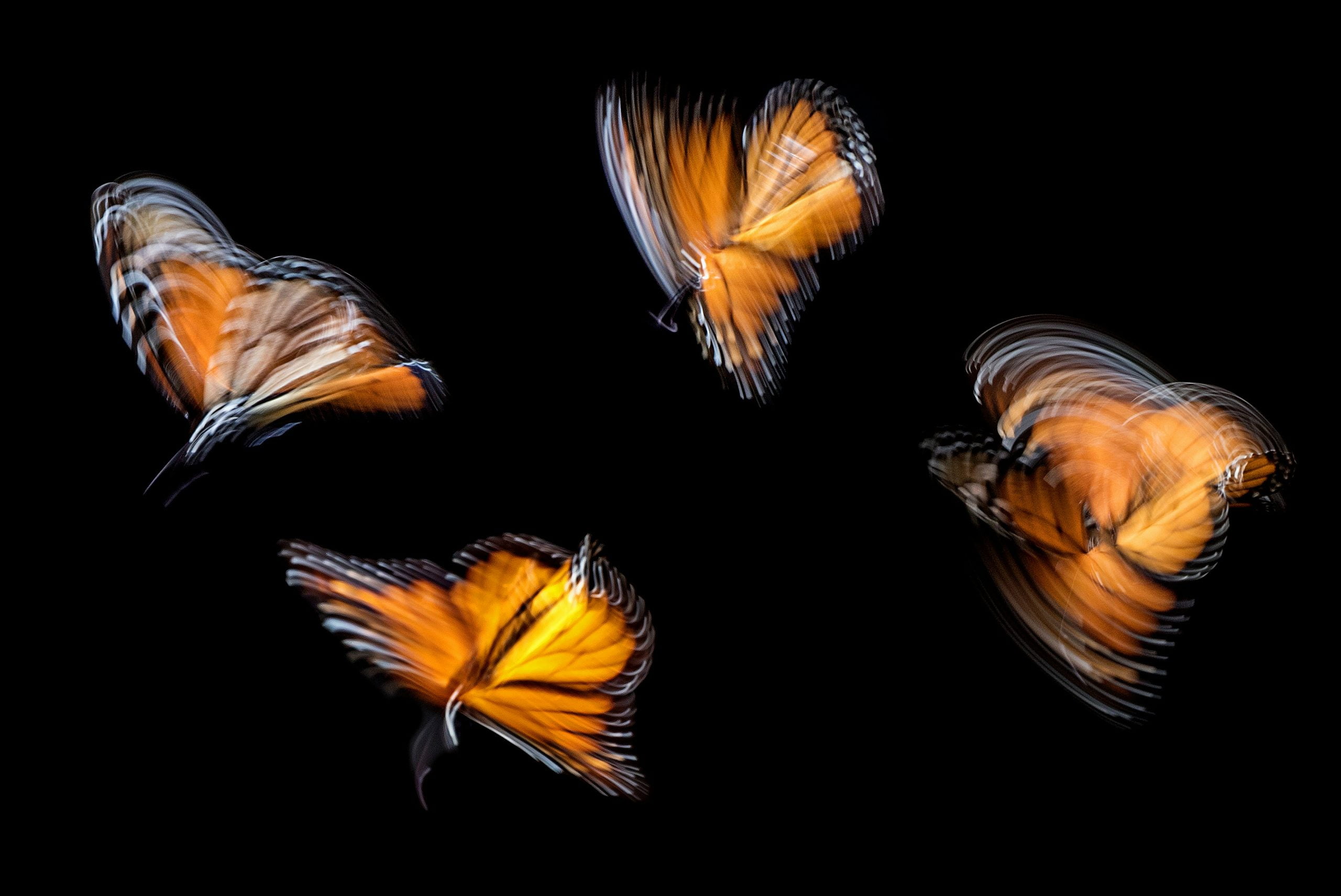 Butterfly symbole of transformation and inner growth